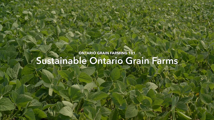 Ontario Grain Farming 101: Sustainable Ontario Grain Farms
