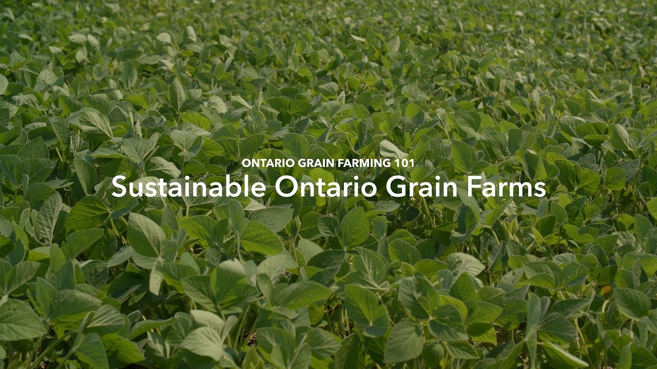 Ontario Grain Farming 101 Sustainable Ontario Grain Farms YouTube
