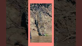জঙ্গলে চিতাবাঘের অসাধারণ দৃশ্য#Leopard #Wildlife #Nature #Shorts #ViralVideo