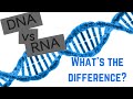 DNA Versus RNA: Key Differences and Cellular Roles