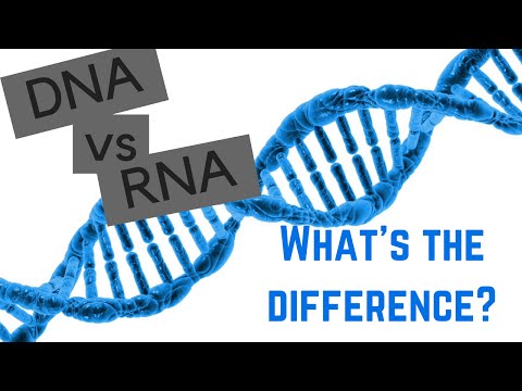 ვიდეო: როგორ განასხვავებენ რნმ დნმ-ს?