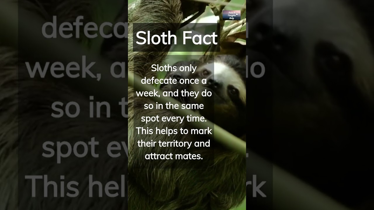 The Fascinating Habits of Sloths 