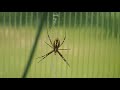 Паук оса (spider wasp)