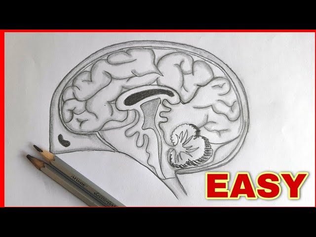 Brain Sketch Clip Art at Clker.com - vector clip art online, royalty free &  public domain