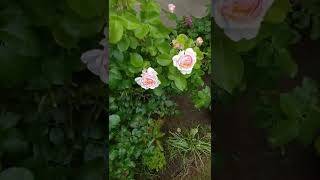 Розы Зацвели. Цветущие Кусты Роз #Розы #Роза #Дача #Цветы #Сад #Растениядлясада
