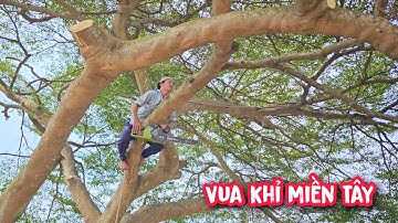 Vua Khỉ cưa tỉa cành cây Bàng Đài Loan có hình thù Q.u.á.i dị nhánh trùm lên nóc nhà (Phần 2).