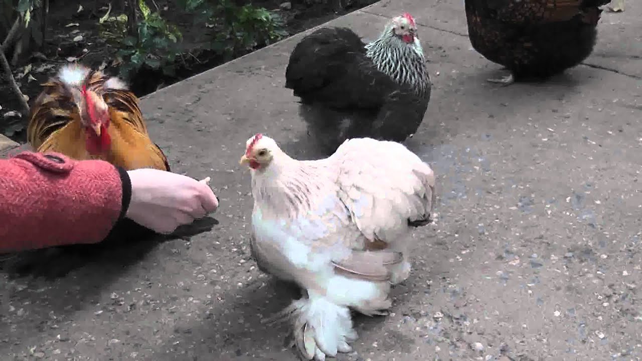 Chickens with feathers on the feet  H\u00fchner  YouTube