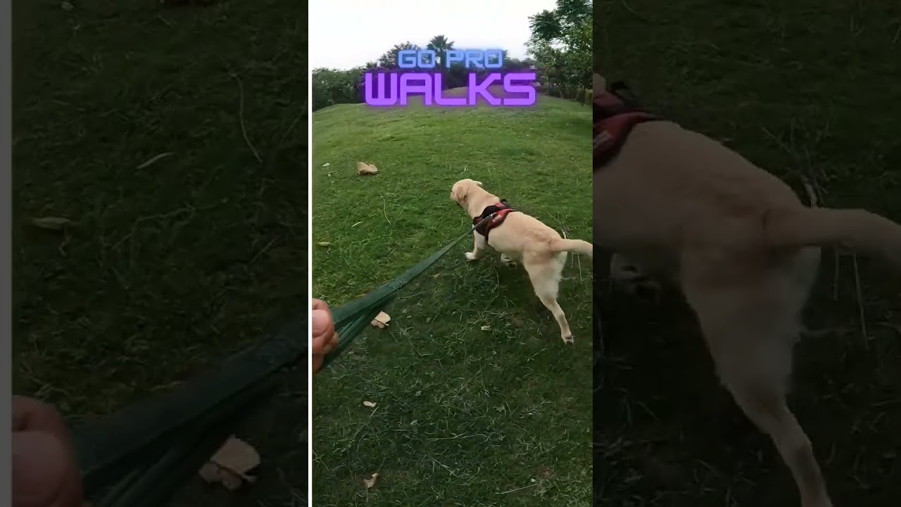 This is how Go Pro walks look like with dog 