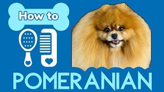 HOW to BRUSH a POMERANIAN. How to get mats out of the coat.