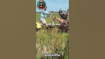 Đi Cắt Lúa Sạch Miền Tây Bằng Máy Cắt Lúa Cải Tiến#nongdan#shortvideo#nongnghiep #mientay#farming