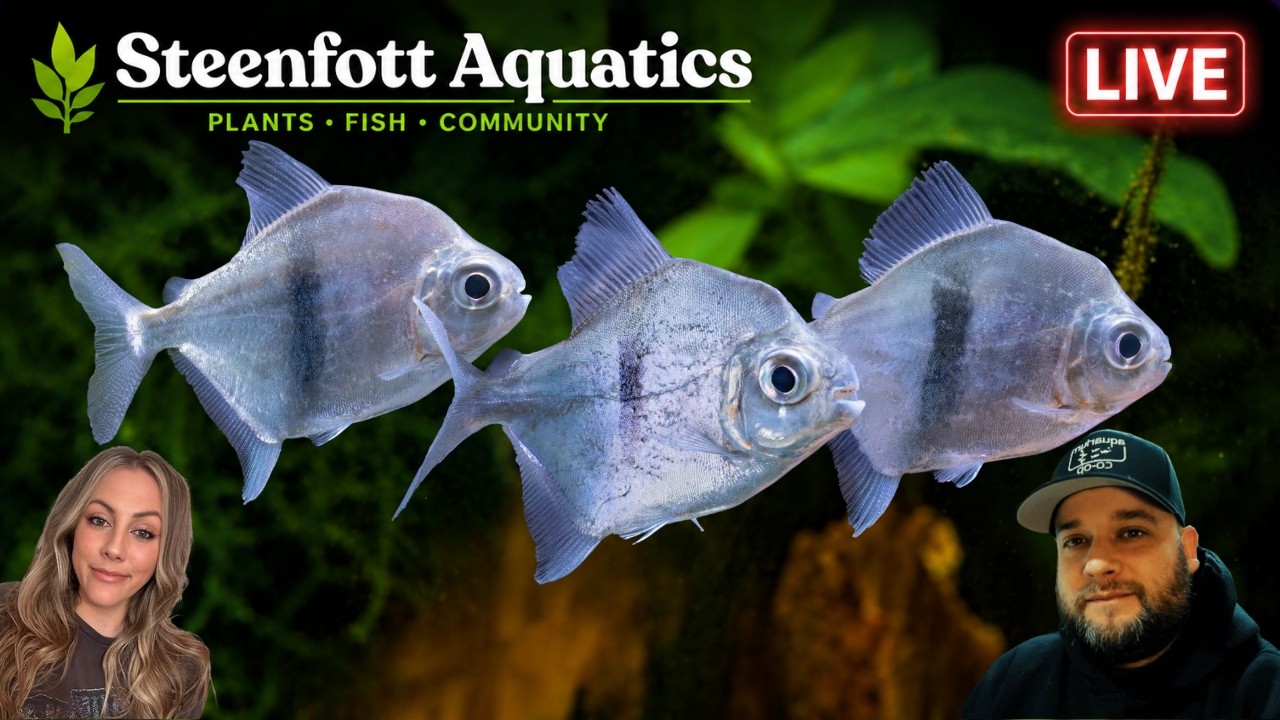 Aquarium Talk, Fish Room Updates & Whatever Else Comes Up