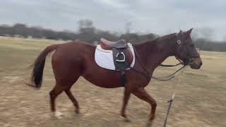Penny- 5 Yo Appendix Mare, 15.2-15.3H