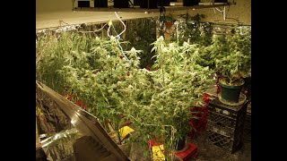 JustMyGrow MySeeds Cuttings