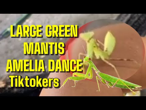 LARGE GREEN MANTIS KAKAIBA GALING SUMAYAW NG AMELIA