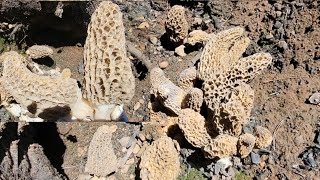 (Ep.26)เก็บเห็ดมอเรลสีเทาในอเมริกาใหญ่เยอะและตัดอย่างมันมือ/Foraging Grey Morels Mushrooms CA USA