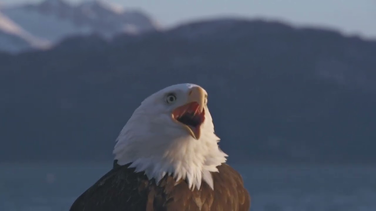 4K Free Stock Footage – Eagle, Falcon & Hawk in Flight | No Copyright Wildlife Video