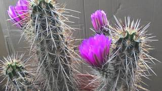 Catcus With Pink Flower Blooming Time Lapse