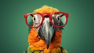 A Parrots Fun Video Compilation|Prepare to Laugh