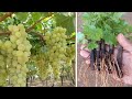 طريقة عبقرية لزراعة العنب 🍇
Grape cultivation