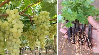 طريقة عبقرية لزراعة العنب 🍇 Grape cultivation