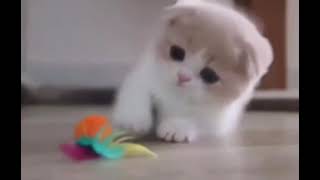 Cute Cat ☺️