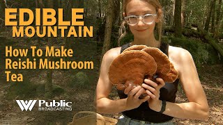 Edible Mountain  How To Make Reishi Mushroom Tea