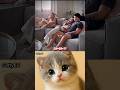absent 😭#cat #memes #dance #trending