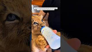 This man rescued a ferocious lion cub and brought it home, caring for it with all his love #animals