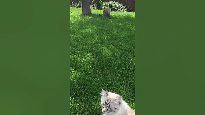 Mei Mei and JoJo