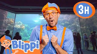 Blippi Swims With The Fishes | BLIPPI | Kids TV Shows | Cartoons For Kids | Popular video
