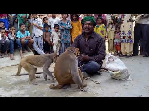 Thumbnail for बंगाली जादूगर बंदर बंदरिया खेल // Bangali Jadugar Very Funny Monkey Comedy in tha Village