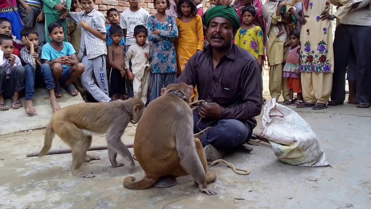 1-बंगाली जादूगर || बन्दर बंदरिया का जबरदस्त खेल || एक बार देखते ही झूम उठेंगे || रोशन ओडियो विडियो