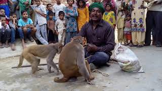 बंगाली जादूगर बंदर बंदरिया खेल // Bangali Jadugar Very Funny Monkey Comedy in tha Village