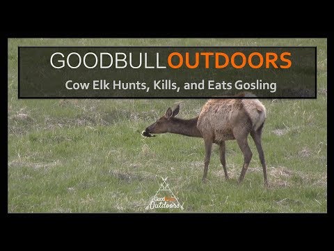 Elk Eats Baby Goose (Gosling)