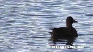 Australasian Shoveler