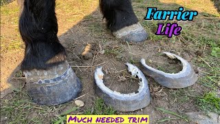 FARRIER TRIMS NEGLECTED￼ LAMINITIC ￼PONY - ASMR