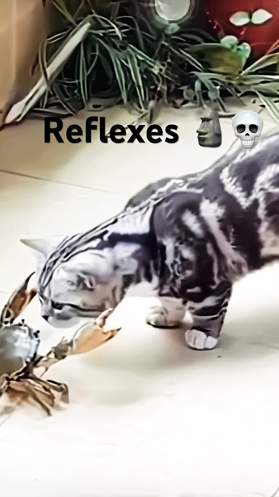 Cats Reflexes ☠️🗿/Funk Secreto (Mega slowed)