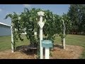 Vineyard Site Selection | Part 5 -  The Backyard Vineyard - Grape Video #46