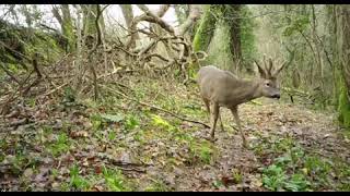 Deer visits The Lost Gardens of Heligan