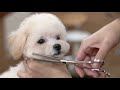 【マルプー子犬】初めてのカット【トイプードル×マルチーズ】sherry plus 栗原舞