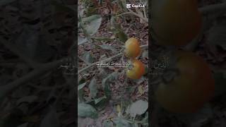 the beautiful Recitation of Quran pak and the beautiful verse of Quran pak۔۔Aliullah Tv