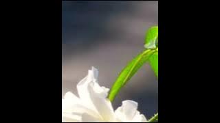 KENANGAN INDAH MENYAYAT HATI ( LIRIK ) Sharifah Aini