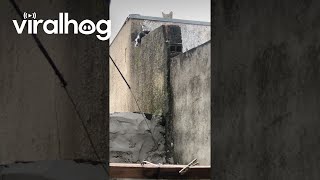 Kitten Climbs A Wall || ViralHog by ViralHog 8,307 views 3 days ago 1 minute, 13 seconds