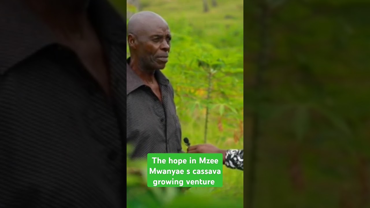 The hope in Mzee Mwanyae s cassava growing venture 