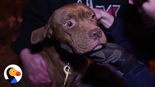 Stolen Dog, Her Puppies Rescued From Cockfighting Bust | The Dodo