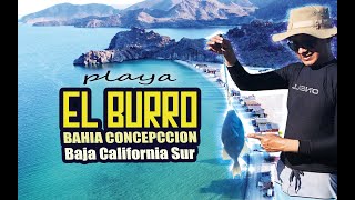 Playa el Burro Baja California Sur, (Bahia Concepción).🌊