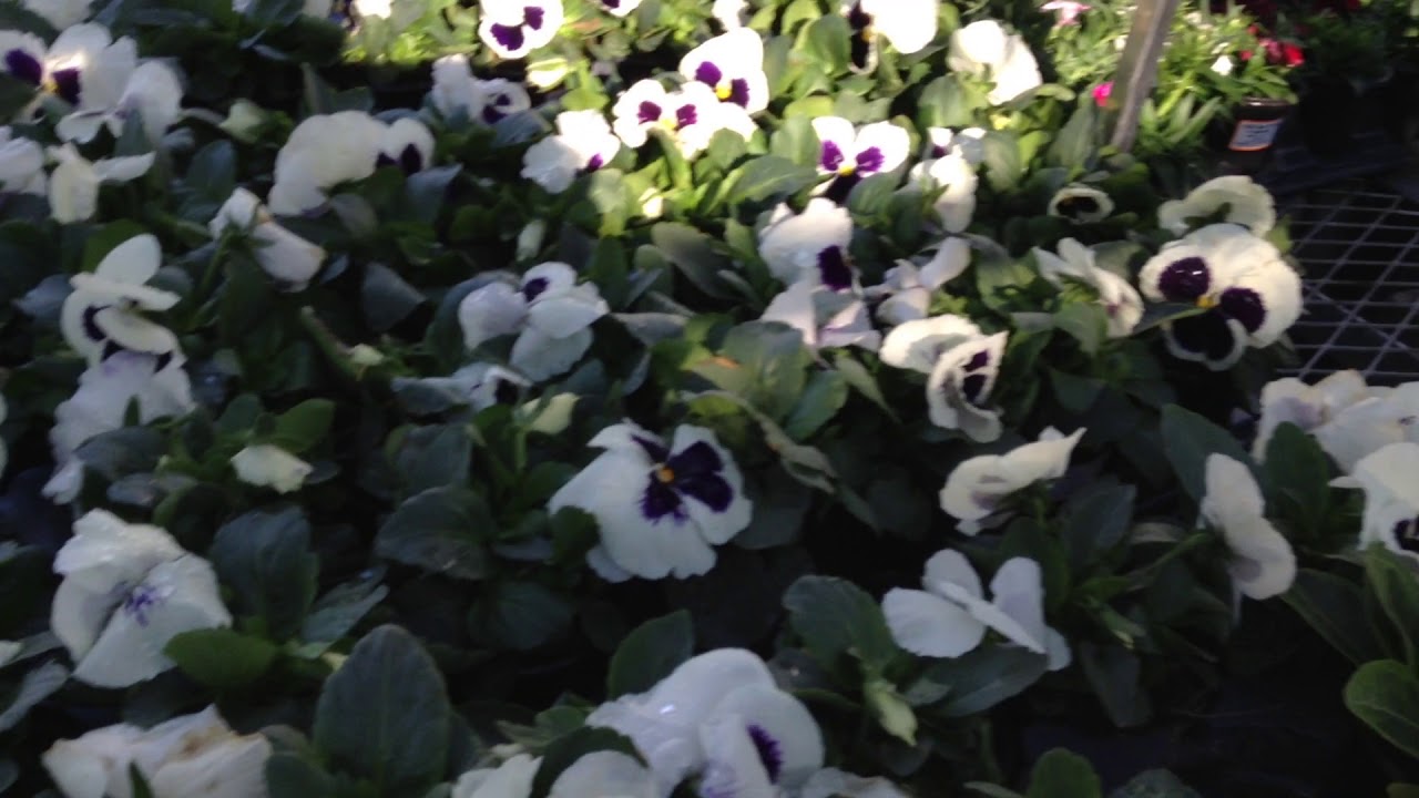 Beautiful flowers at Home Depot 2019 YouTube