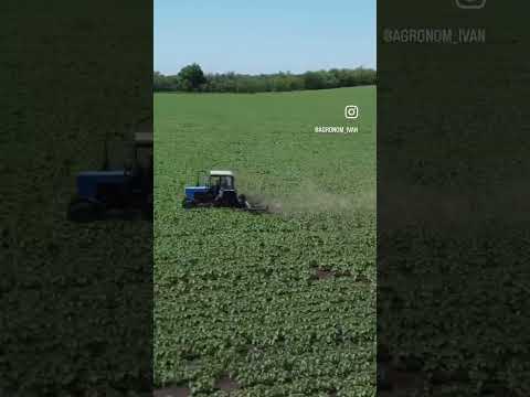 Междурядная обработка подсолнечника