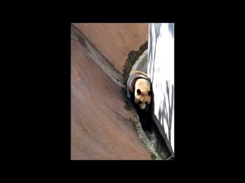そこまで下りたのに…　あきらめるパンダ【優浜】アドベンチャーワールド2014年10月29日