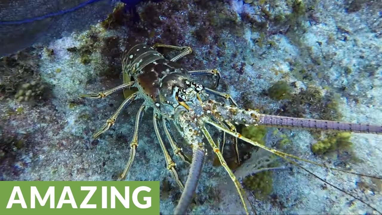 giant lobster tom yum Giant lobster is very curious about diver's camera